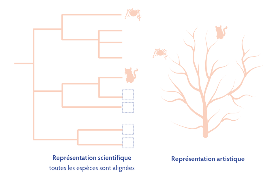 Arbre phylogénétique